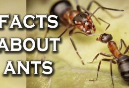 بررسی نحوه زندگی مورچه ها
