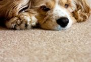 از بین بردن آلودگی های حیوان خانگی از روی فرش