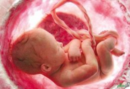 جنین سقط شده در مواد غذایی،صحت دارد؟