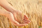 عصاره گندم جوانه زده چیست و چه خاصیتی دارد؟