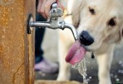 مراقبت های لازم برای آب نوشیدن سگ