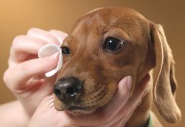 مراقبت از بینایی حیوان خانگی