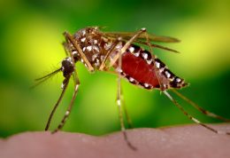 گزارش دیگری از وجود عفونت زیکا در فصل سرما