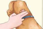 از بین بردن قرمزی و التهاب روی پوست سگ