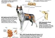 بررسی سیستم عصبی سگ ها