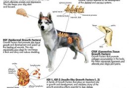 بررسی سیستم عصبی سگ ها