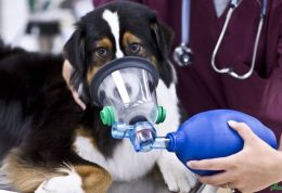 عارضه های تنفسی در حیوانات خانگی