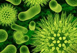 مقاوم ترین باکتری جهان را بشناسیم