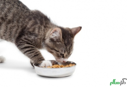 استفاده از غذای خشک برای گربه ها