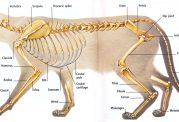 بررسی آناتومی و فیزیولوژی گربه