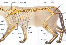 بررسی آناتومی و فیزیولوژی گربه