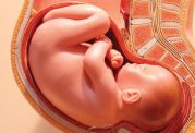 همه چیز را در مورد تکان های جنین در بدن مادر بدانیم