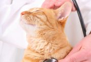 بررسی علائم بالینی گربه