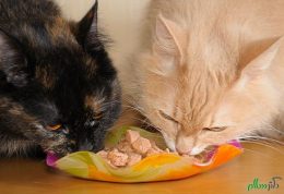 خوردنی های مضر برای گربه خانگی