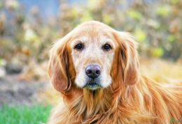 مراقبت های لازم برای سگ پیر خانگی