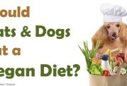 علاقه مند کردن سگ به غذای گیاهی