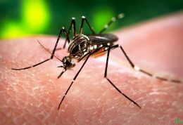 پدیده آب و هوایی ال نینو موجب شیوع گسترده ویروس زیکا می شود