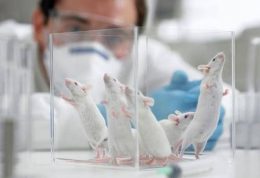 2 مطالعه جدید سرطان بر روی موش ها انجام شد