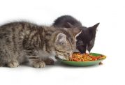 اصول مهم برای غذا دادن به گربه ها