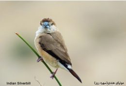 مشاهده و ثبت مونیای هندی پرنده کمیاب ایرانی