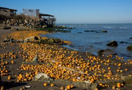 ریخته شدن پرتقال‌های یخ زده در خزر