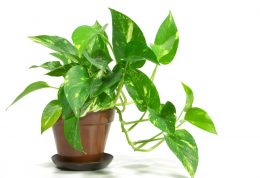 فواید گیاهان آپارتمانی برای تمیزی هوای منزل