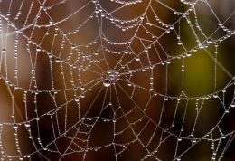 ساخت رشته های بسیار ظریف تار عنکبوت برای التیام درد