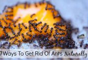 رهایی از شر مورچه ها