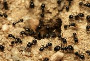 سامانه موقعیت یاب بسیار پیشرفته در مغز مورچه ها