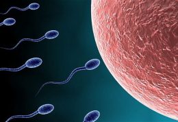 اهمیت تقویت اسپرم ها