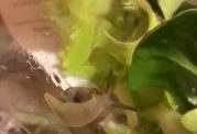 مشاهده حلزون زنده در سالاد فرانسوی
