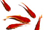 دکتر رستمی: نگهداری از ماهی قرمز سبب ابتلا به سالمونلا