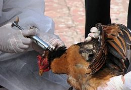 شیوع آنفلوآنزای مرغی در 14 استان ایران