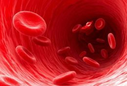چند ثانیه طول میکشد تا سلول خونی در بدن گردش کامل داشته باشد؟