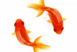 از خرید ماهی قرمز با باله‌های تا خورده خودداری کنید