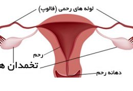 همه چیز را درباره تخمدان ها بدانیم