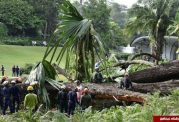 مرگ یک شخص به دلیل سقوط درخت کهنسال ۲۷۰ ساله
