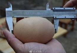 سنگین ترین تخم مرغ طبیعی در جهان
