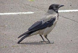 پرندگان دارای مغز کوچکتر بیشتر در معرض تلفات جاده ای هستند