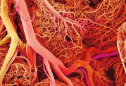 شبکه ای از رگ های خونی در یک چاپ سه بعدی
