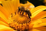 گرده افشانی زنبور عسل چه تاثیری بر گیاهان می گذارد