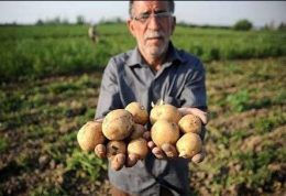 تکذیب خبر واردات سیب زمینی هندی