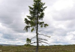 کهنسال ترین درخت زنده روی زمین