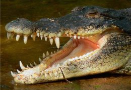 یافته جدید درباره جویدن غذا در تمساح ها