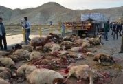 66 راس گوسفند به علت تصادف با کامیون جان باختند