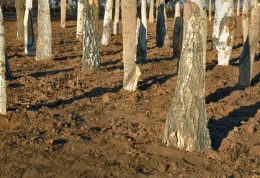 3 میلیون درخت در پایتخت کاشته می شود