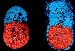 پرورش نخستین جنین مصنوعی جهان توسط دانشمندان