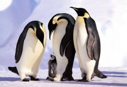 چه عاملی مانع از یخ زدن پاهای پنگوئن می شود