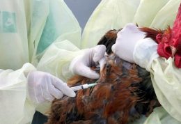در کاشان و آران و بیدگل گزارشی از آنفولانزای پرندگان ارائه نشده است