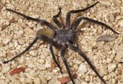 مشاهده عنکبوت ترسناک و غول پیکر در مکزیک